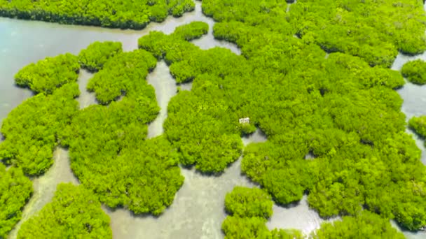 Gröna mangroveträsk. Mindanao, Filippinerna. — Stockvideo