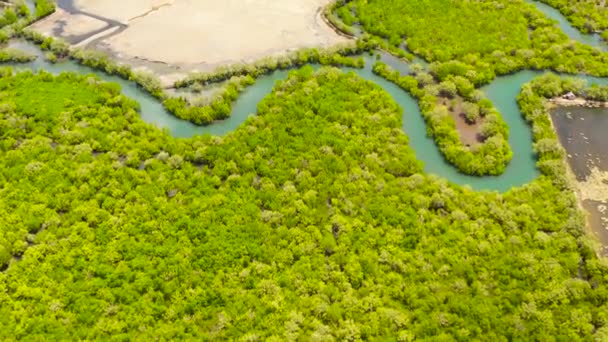 Groene mangroven. Mindanao, Filipijnen. — Stockvideo