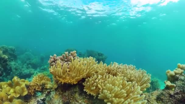 Arrecife de coral y peces tropicales bajo el agua. Bohol, Panglao, Filipinas. — Vídeo de stock