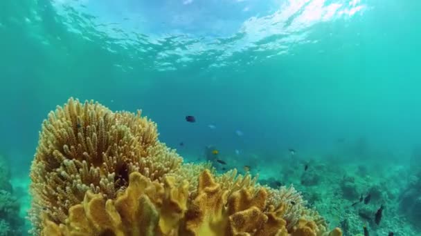 Récif corallien et poissons tropicaux. Bohol, Philippines. — Video