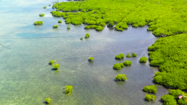 Groene mangroven. Mindanao, Filipijnen. — Stockvideo