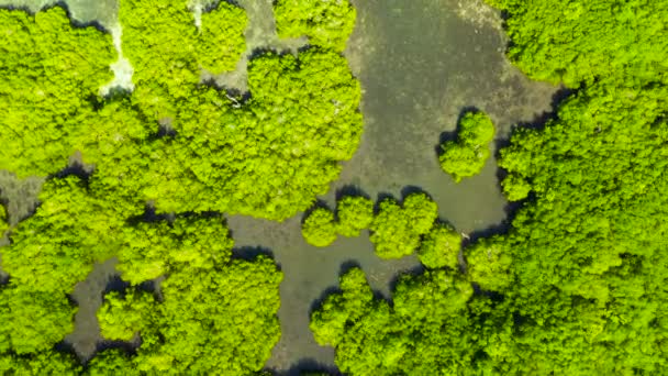 Des mangroves vertes. Mindanao, Philippines. — Video