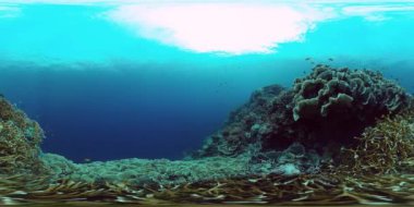 Mercan resifi ve tropikal balık 360VR. Panglao, Filipinler 4k video.