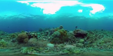 Suyun altındaki balıklı mercan resifi 360VR. Panglao, Filipinler 4k video.