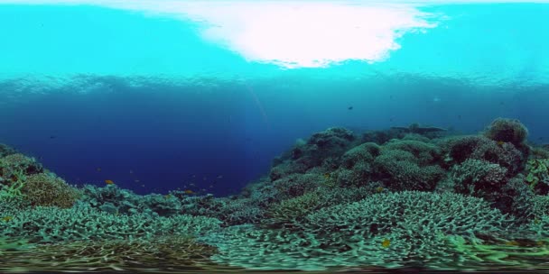 Récif corallien avec poissons sous-marins 360VR. Camiguin, Philippines 4k vidéo. — Video