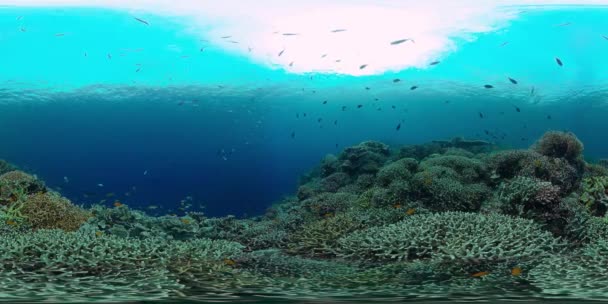 Récif corallien et poissons tropicaux sous-marins 360VR. Panglao, Philippines 4k vidéo. — Video