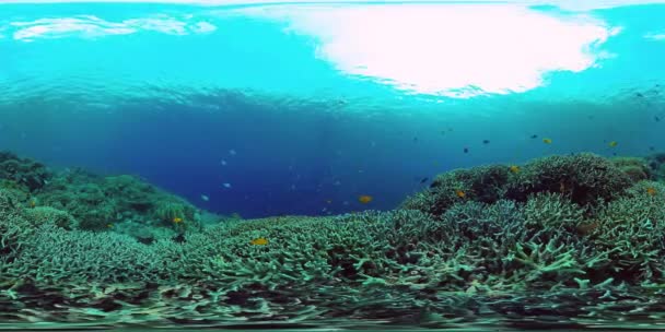 Koraalrif en tropische vis 360VR. Panglao, Filippijnen 4k video. — Stockvideo