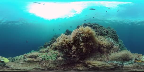 Korallzátony halakkal a víz alatt 360VR. Panglao, Fülöp-szigetek 4k videó. — Stock videók