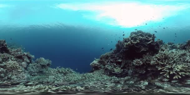 Arrecife de coral con peces bajo el agua 360VR. Panglao, Filipinas 4k video. — Vídeo de stock