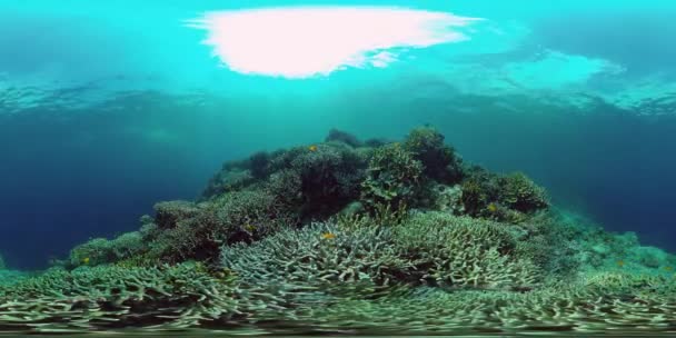 Korallenriff und tropische Fische unter Wasser 360VR. Panglao, Philippinen 4k Video. — Stockvideo
