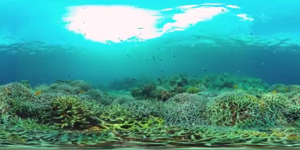 Коралловый риф с рыбой под водой 360VR. Panglao, Филиппины 4k video. — стоковое видео