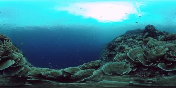 Recifes de corais e peixes tropicais subaquáticos 360VR. Panglao, Filipinas 4k vídeo. — Vídeo de Stock