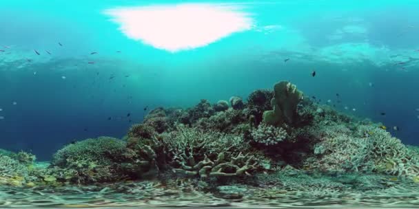 Korallenriff mit Fischen unter Wasser 360VR. Camiguin, Philippinen 4k video. — Stockvideo