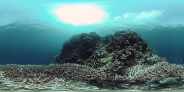 珊瑚礁的水下世界360VR 。4k视频. — 图库视频影像