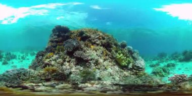Bir mercan resifinin sualtı dünyası 360VR.