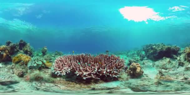 Korallzátony halakkal a víz alatt 360VR. Panglao, Fülöp-szigetek — Stock videók