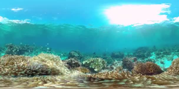 Mercan resifi ve tropikal balıklar suyun altında 360VR. Panglao, Filipinler. — Stok video