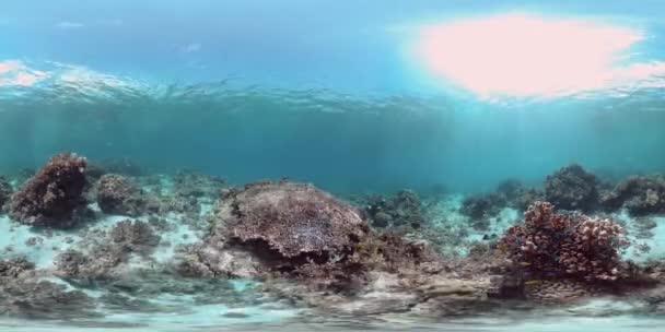 Récif corallien et poissons tropicaux 360VR. Panglao, Philippines — Video