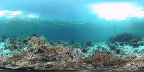 360VR水中のサンゴ礁と熱帯魚。フィリピンのパングラオ — ストック動画