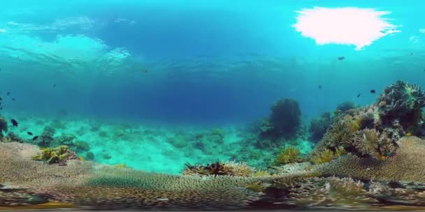 Arrecife de coral y peces tropicales 360VR. Panglao, Filipinas — Vídeo de stock