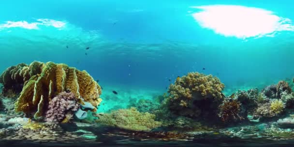 360VR水中のサンゴ礁と熱帯魚。フィリピンのパングラオ — ストック動画