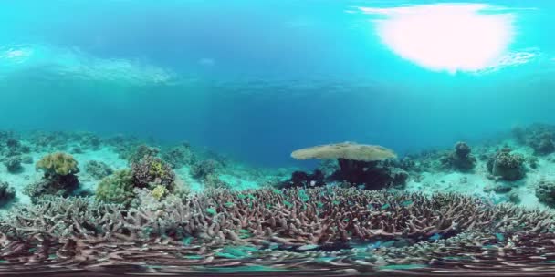 Korallrev med fisk under vatten 360VR. Camiguin, Filippinerna — Stockvideo