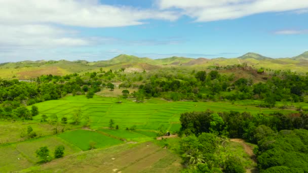 Filipinler 'de tarım arazisi. Bohol, Filipinler. — Stok video