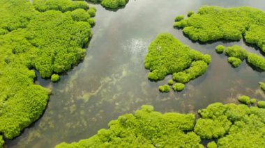 Mangrove ormanının ve nehrin havadan görünüşü.