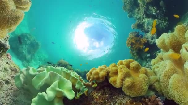 Il mondo sottomarino di una barriera corallina. Panglao, Filippine. — Video Stock