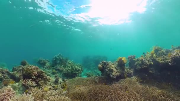 Arrecife de coral y peces tropicales. Bohol, Filipinas. — Vídeo de stock