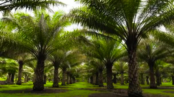 Tropische Landschaft mit Palmenhain. — Stockvideo