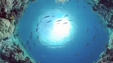 Mercan kayalıkları ve tropikal balıklar. Panglao, Filipinler.