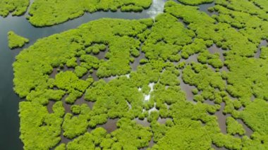 Mangrove ormanının ve nehrin havadan görünüşü.
