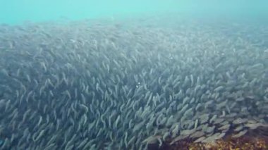Denizde sardalya sürüsü. Bohol, Filipinler.