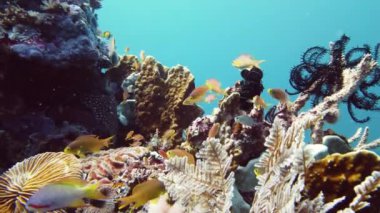 Mercan resiflerinin sualtı dünyası. Leyte, Filipinler.