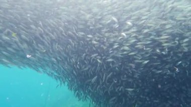 Denizde sardalya sürüsü. Bohol, Filipinler.
