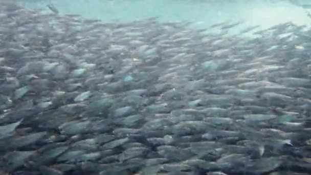 Schwarm von Sardinen im Meer. Bohol, Philippinen. — Stockvideo
