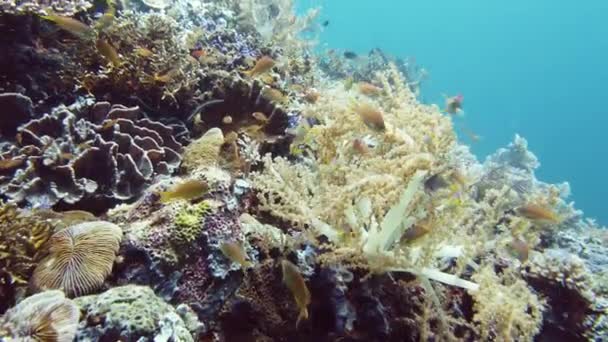 Коралловый риф с рыбой под водой. Лейте, Филиппины. — стоковое видео