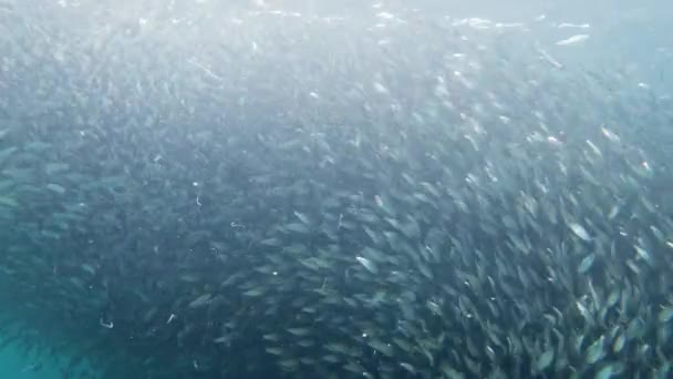 Hejno sardinek v moři. Bohol, Filipíny. — Stock video