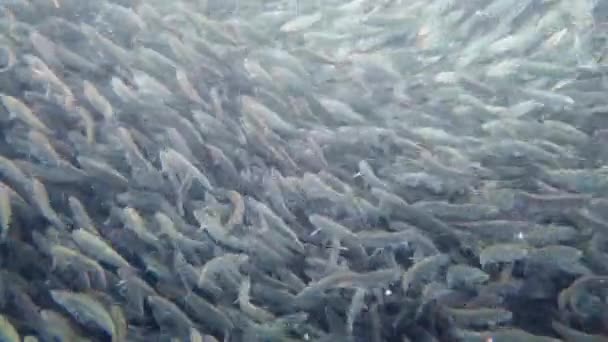 Denizde sardalya sürüsü. Bohol, Filipinler. — Stok video