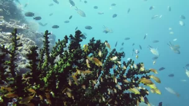 Коралловый риф с рыбой под водой. Лейте, Филиппины. — стоковое видео