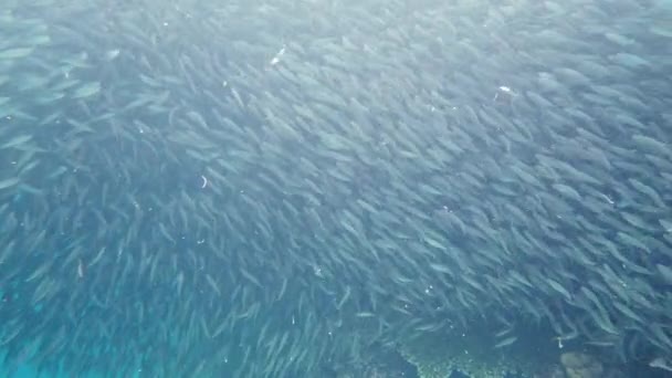 Een school sardines in zee. Bohol, Filipijnen. — Stockvideo