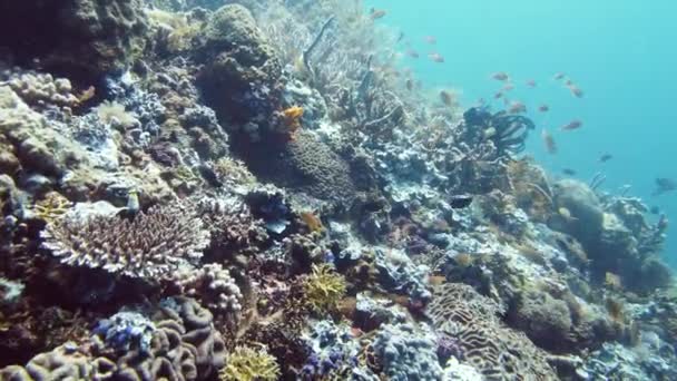 แนวปะการังและปลาเขตร้อน เลย์เต้, ฟิลิปปินส์ . — วีดีโอสต็อก