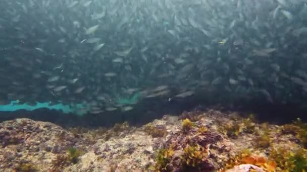 Sello de sardinas en el mar. Bohol, Filipinas. — Vídeo de stock