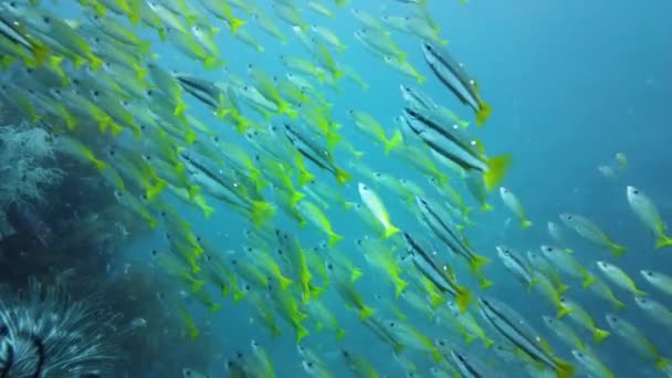 El mundo submarino de un arrecife de coral. Leyte, Filipinas. — Vídeos de Stock