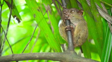 Yağmurlu ormanda daha Tarsier. Bohol, Filipinler.