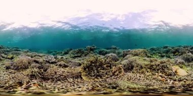 Mercan resifi ve tropikal balıklar suyun altında 360VR. Camiguin, Filipinler