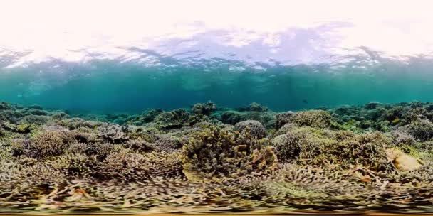 Arrecife de coral y peces tropicales bajo el agua 360VR. Camiguin, Filipinas — Vídeo de stock