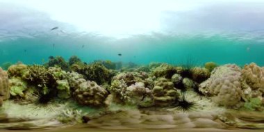 Bir mercan resifinin sualtı dünyası 360VR.