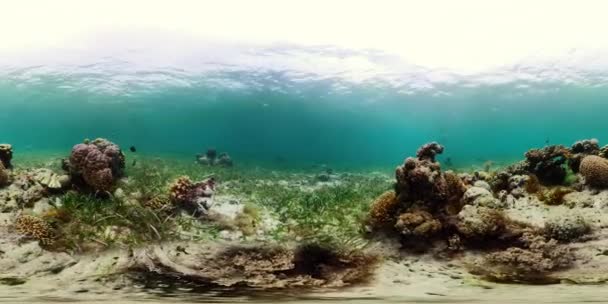 360VR水中のサンゴ礁と熱帯魚。フィリピンのカミグイン — ストック動画